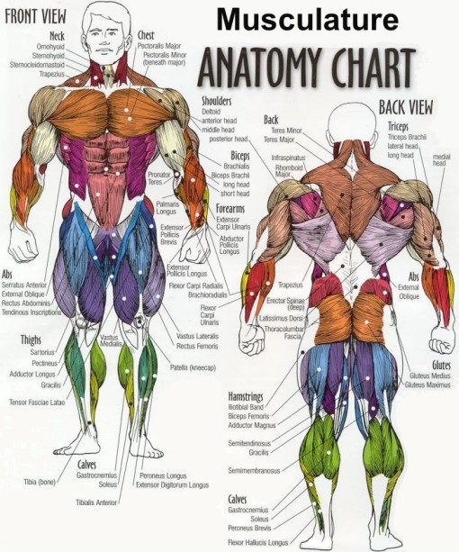 bodybuilder anatomy